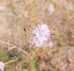 Boerhavia xantii