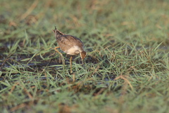 Hydrophasianus chirurgus