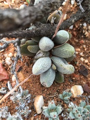 Crassula tecta