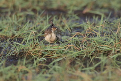 Hydrophasianus chirurgus