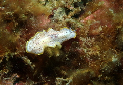 Prostheceraeus moseleyi