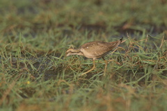 Hydrophasianus chirurgus