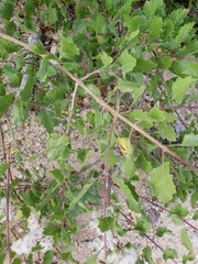 Condea laniflora