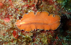 Yungia aurantiaca