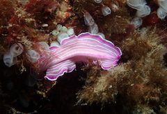 Prostheceraeus roseus