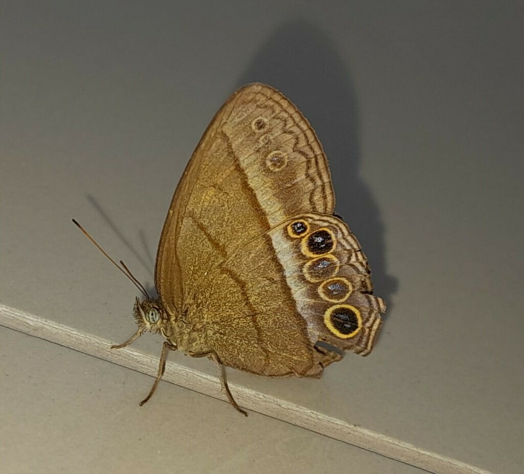 Yphthimoides maepius
