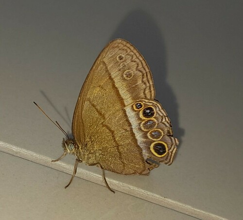 Yphthimoides maepius