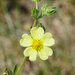 Sulphur Cinquefoil - Photo (c) Michael Werner, some rights reserved (CC BY-NC), uploaded by Michael Werner