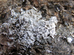 Acarospora nodulosa
