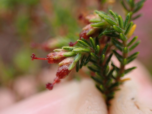 Image of Erica lasciva by (c) Ren Hoekstra, some rights reserved (CC BY)