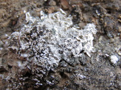 Acarospora nodulosa