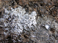 Acarospora nodulosa