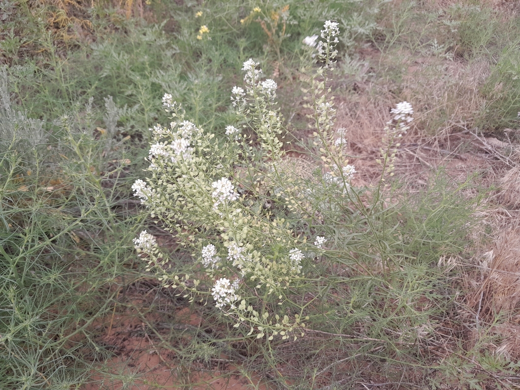 Mountain Pepperweed from Naples, UT 84078, USA on July 3, 2023 at 0123