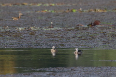 Nettapus coromandelianus