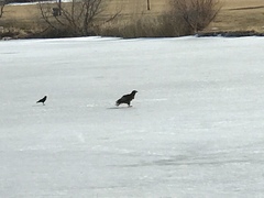 Haliaeetus leucocephalus