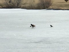 Haliaeetus leucocephalus