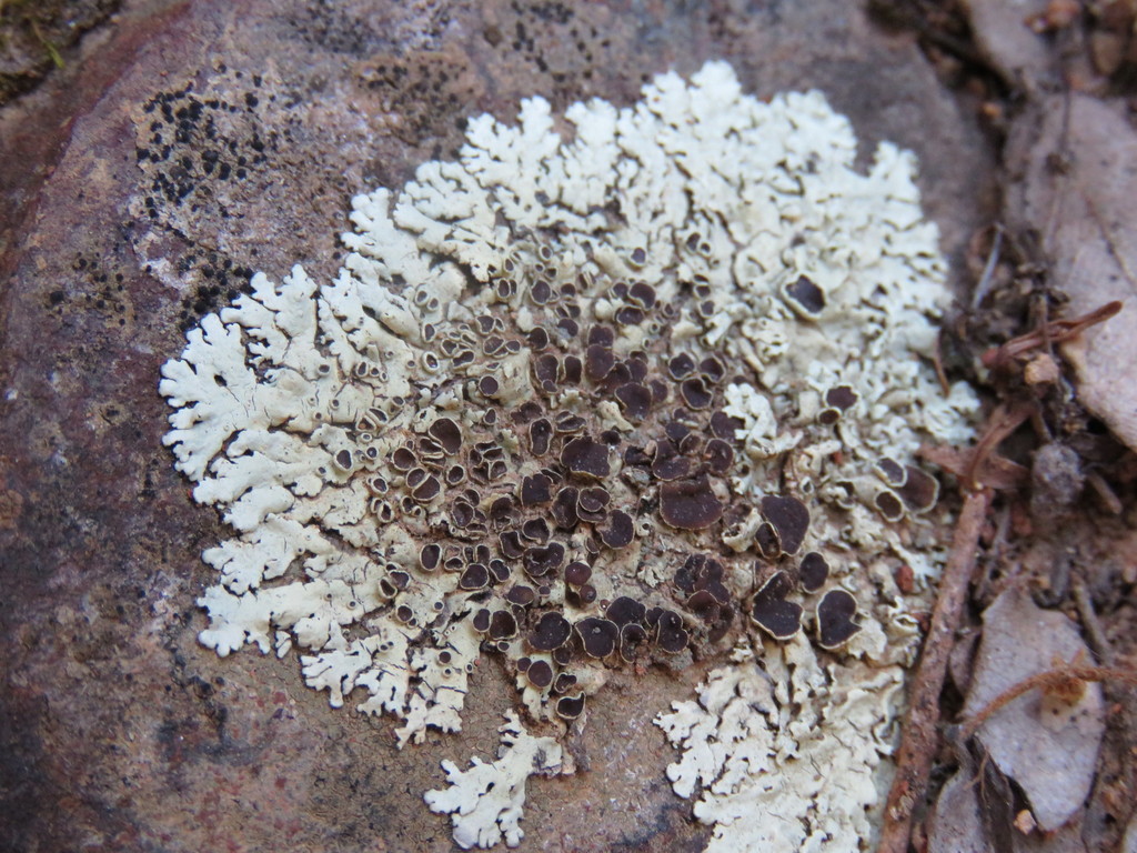 Fringed Shield Lichen