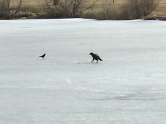Haliaeetus leucocephalus
