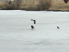 Haliaeetus leucocephalus