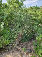 Yucca capensis