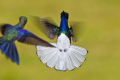 White-Necked Jacobin photo 6