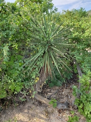 Yucca capensis