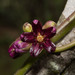 Ibatia nigra - Photo (c) Breno Farias,  זכויות יוצרים חלקיות (CC BY-NC), הועלה על ידי Breno Farias