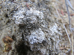 Acarospora nodulosa