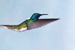 White-Necked Jacobin photo 5