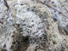 Acarospora nodulosa