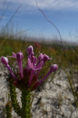 Rhigiophyllum squarrosum