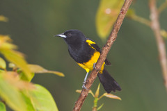 Icterus prosthemelas