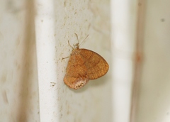 Cyllopsis gemma freemani