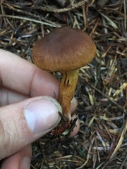 Cortinarius thiersii