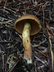 Cortinarius thiersii