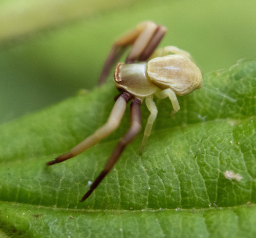 White-banded Crab Spider