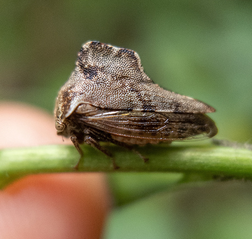 Virginia Creeper Treehopper photo 5