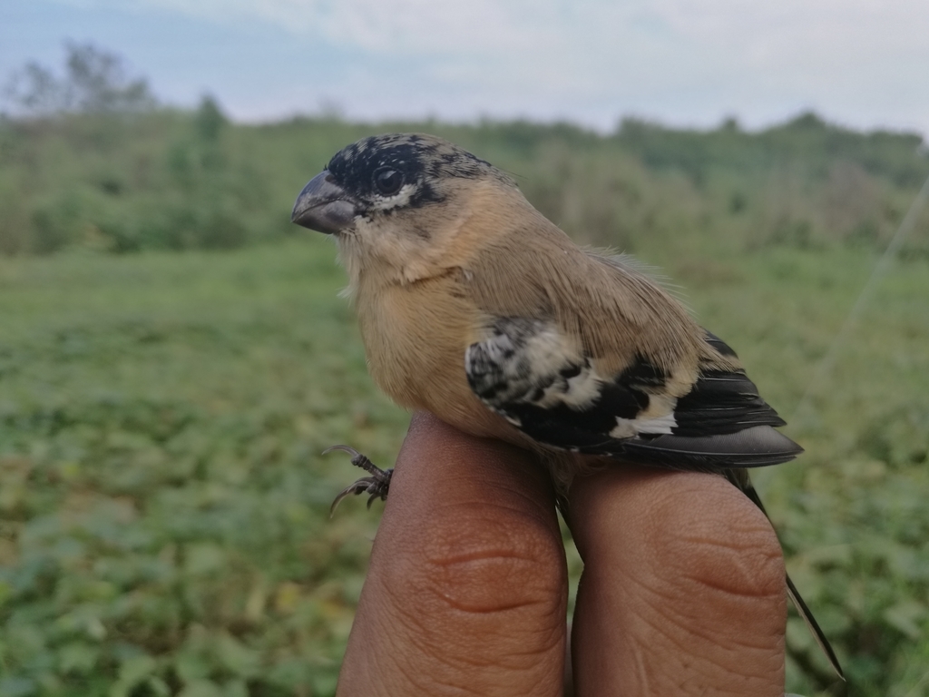 White-collared Seedeater