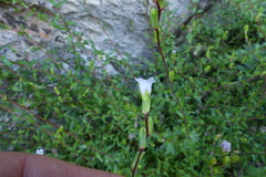 Prismatocarpus schlechteri