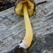 Pluteus fulvibadius - Photo (c) Taye Bright, some rights reserved (CC BY-NC), uploaded by Taye Bright