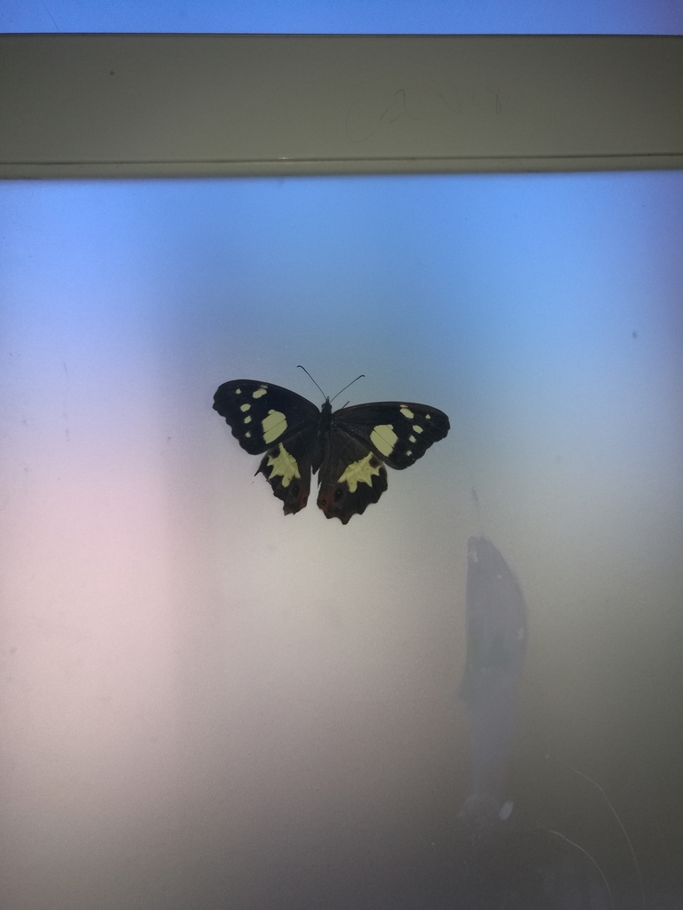 Oxeoschistus tauropolis