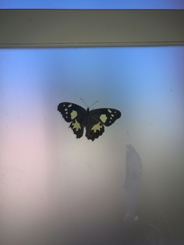 Oxeoschistus tauropolis