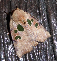 Xenochroa chlorostigma