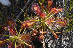 Drosera glabripes