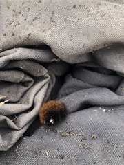 Pyrrharctia isabella