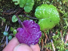 Packera bolanderi bolanderi