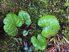Packera bolanderi bolanderi