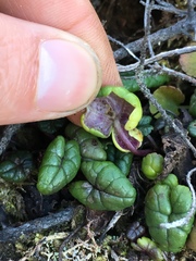 Packera bolanderi bolanderi