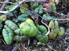 Packera bolanderi bolanderi