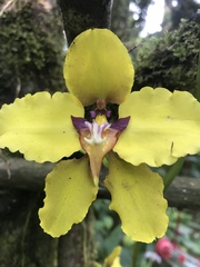 Cyrtochilum macranthum